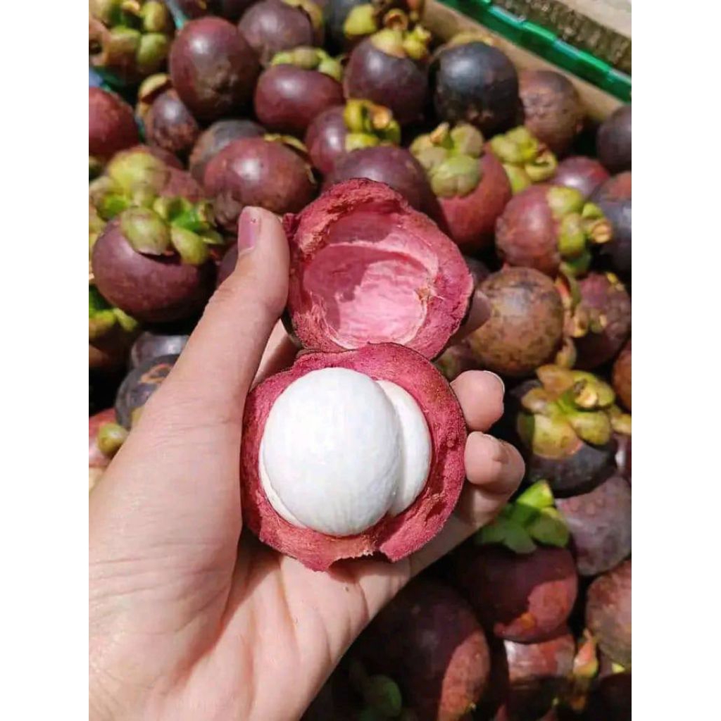 

BUAH MANGGIS SEGAR 1KG