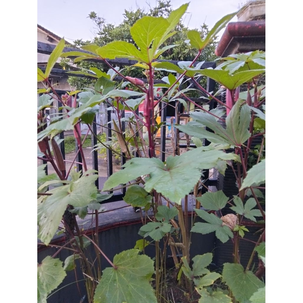 

benih okra merah
