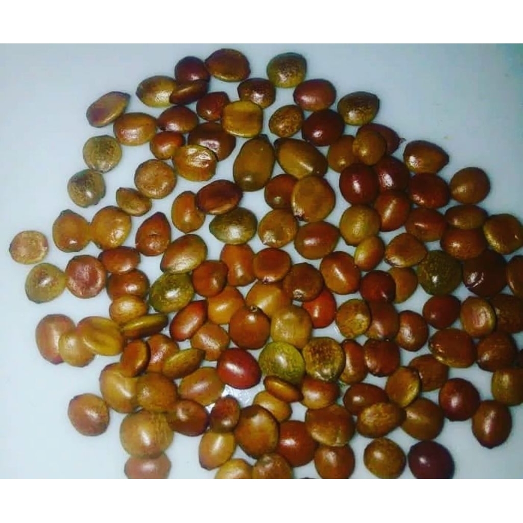 

100 biji bidara kupas