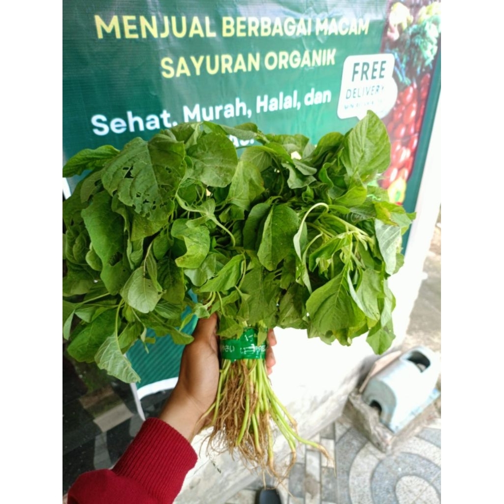 

Bayam lokal asli