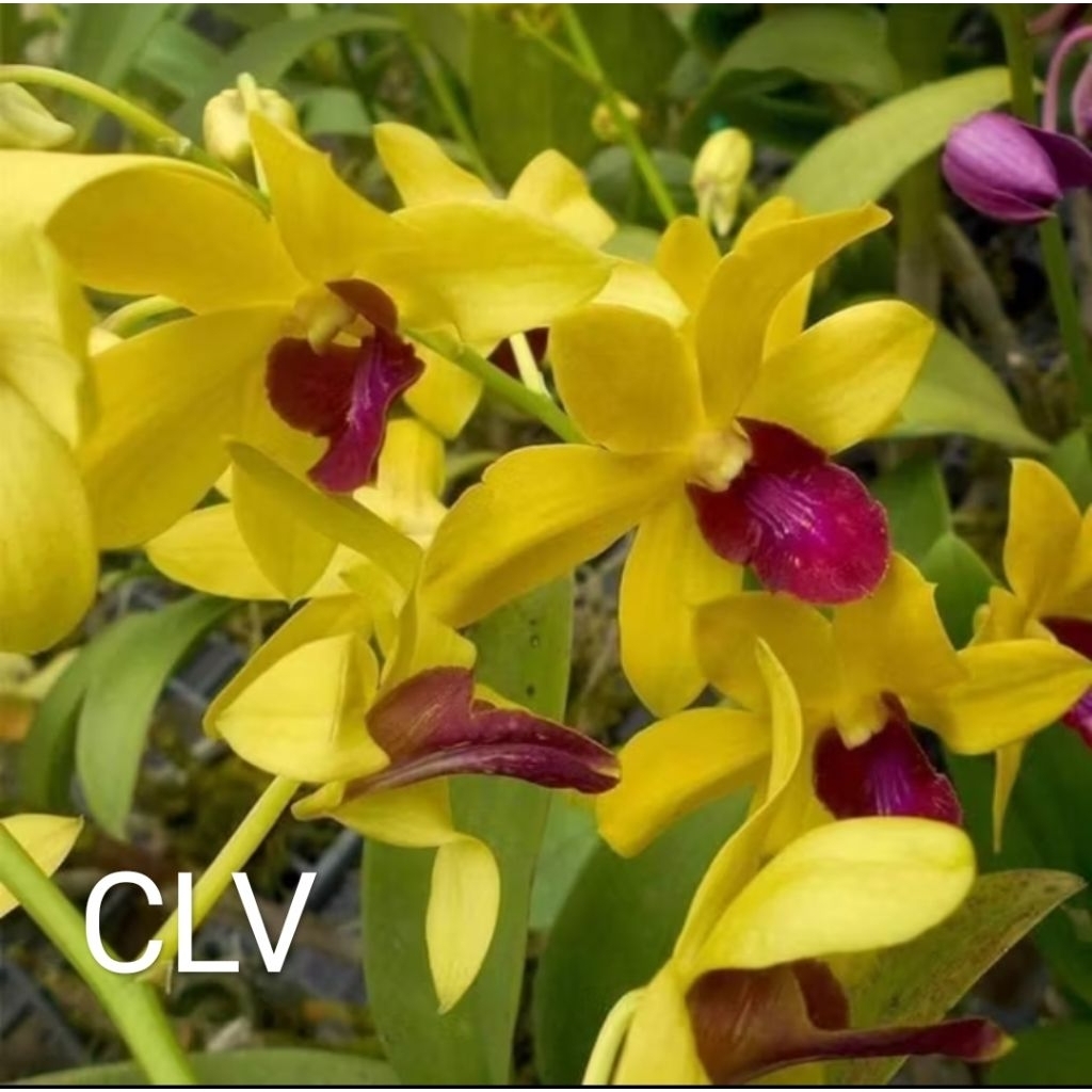 Anggrek dendrobium id  CLV