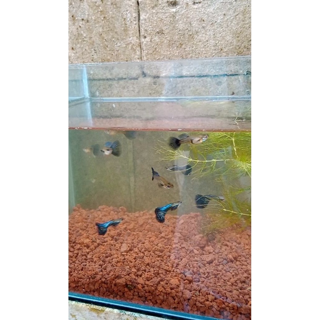 Paket Sabun Cair Guppy 10pcs  Purpel Dragon Dumbo Ear