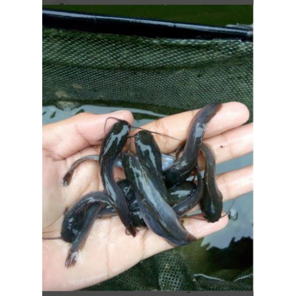 Bibit ikan lele Sangkuriang paket 100ekor 7-8cm