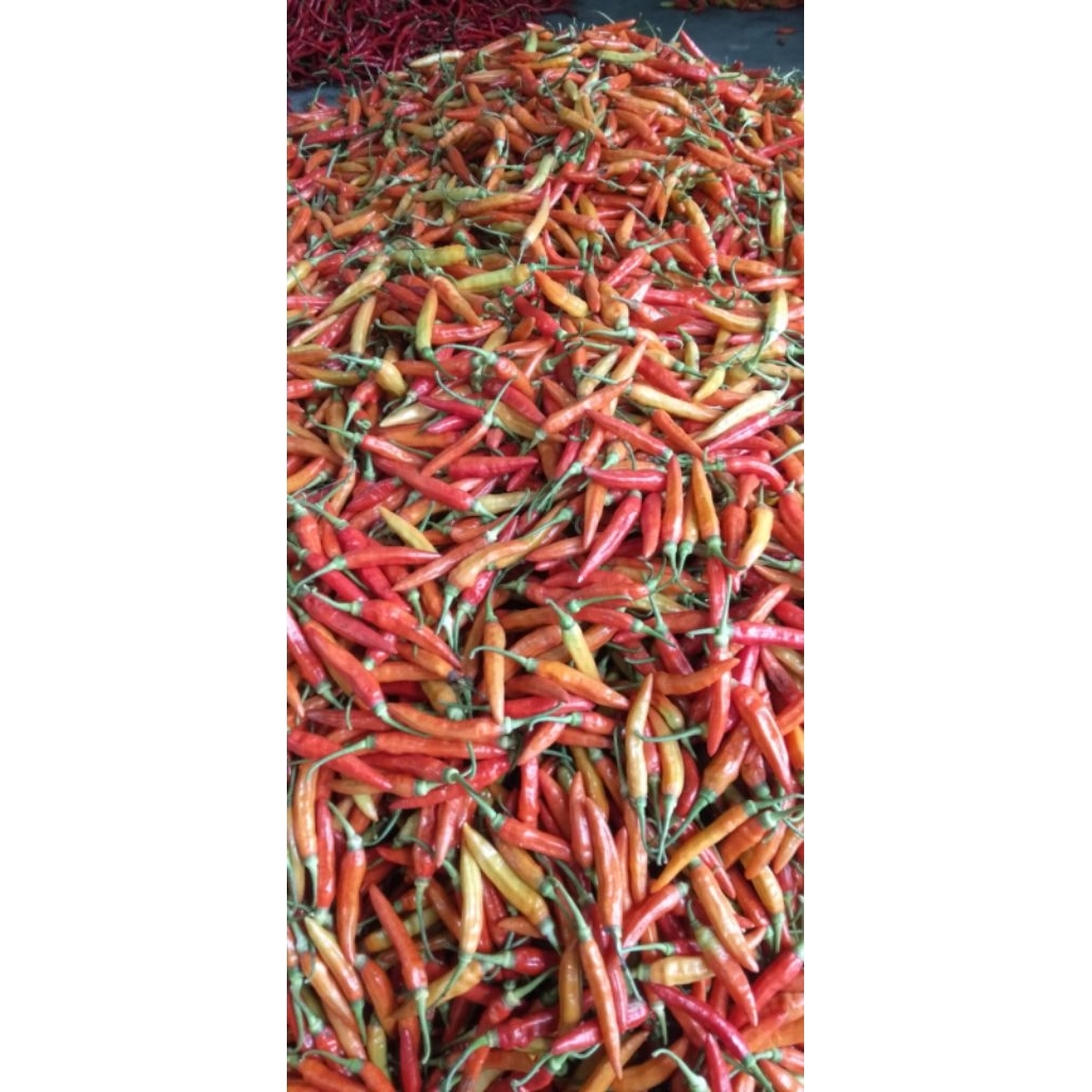

Cabe Rawit ORI ½ Kg / 500 Gr - 100% Segar & Langsung dari Petani!