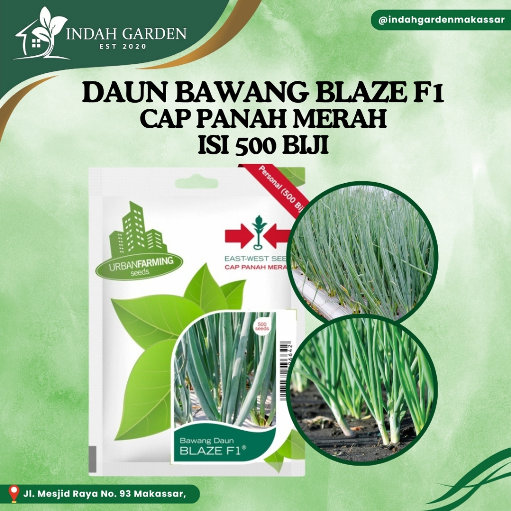 Benih Panah Merah - Daun Bawang Blaze F1