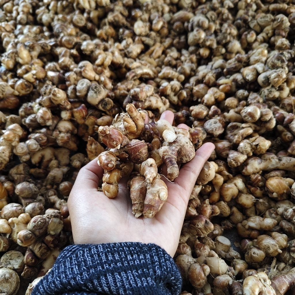 

Rempah Kencur Segar 1kg / Kencur Organik / Cikur / Untuk Seblak / Herbal dll