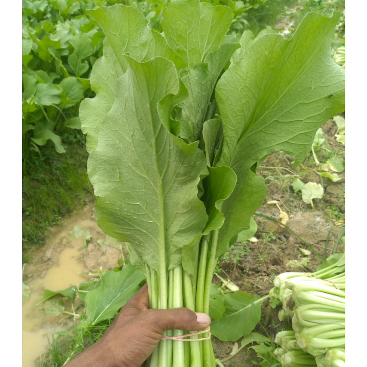 Teh_Teh Maniez Benih Caisim Sawi Manis Jumbo 25 Gram Agri Seed Unggul Lebat Panen Melimpah Lambat