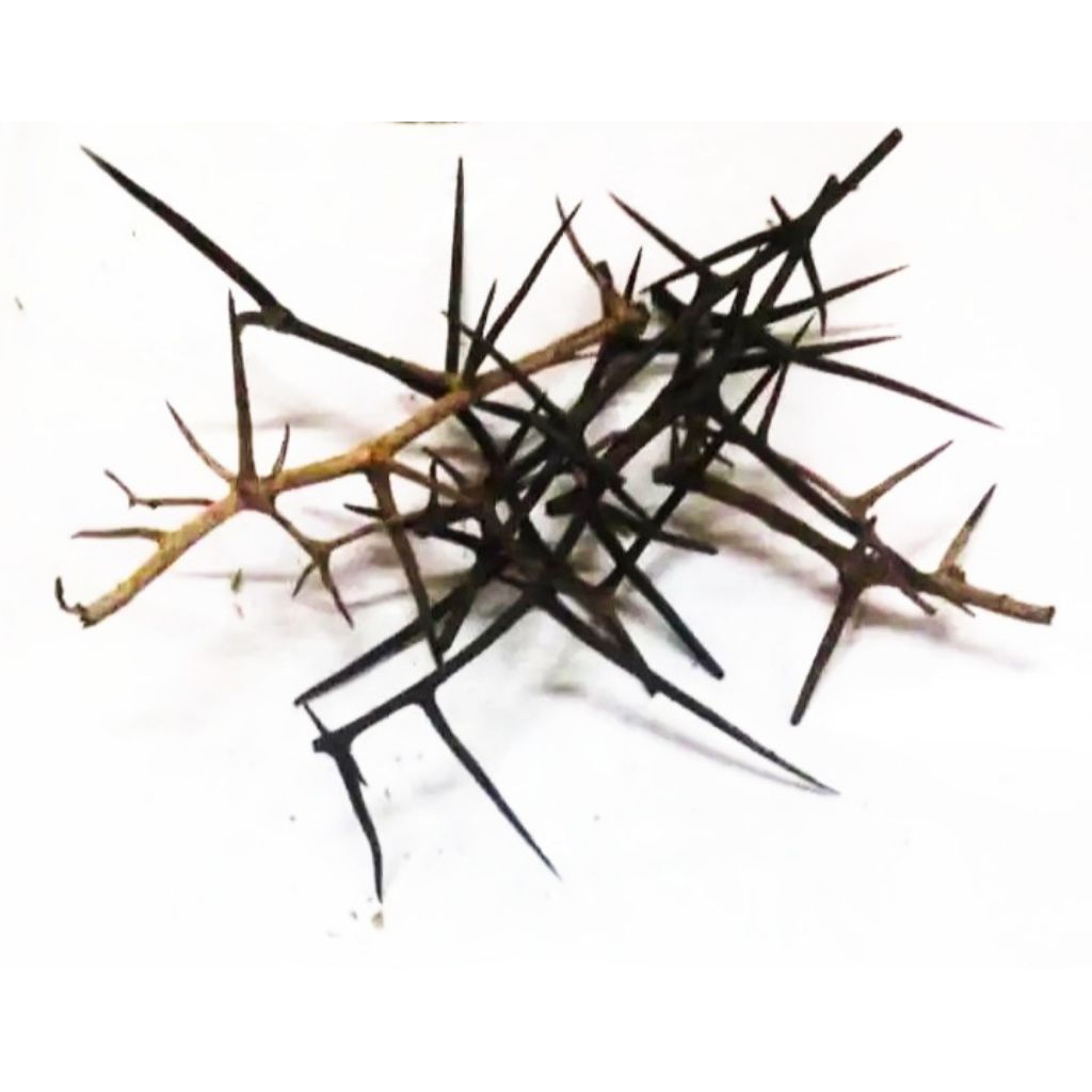 

Duri kemarung 3 helai