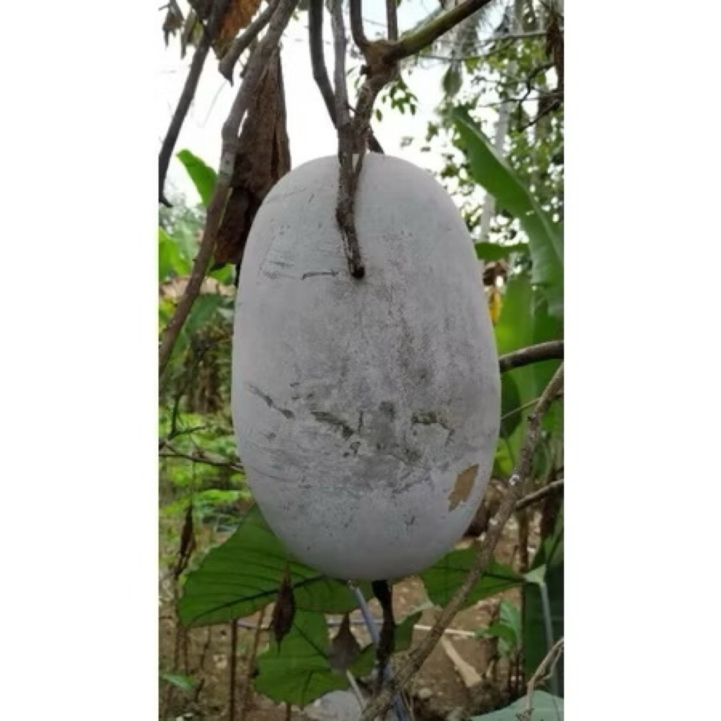 

Buah Beligo / Bligo / kundur Segar, Sehat, Berkualitas Langsung Petik dari Kebun Sendiri | Per KG