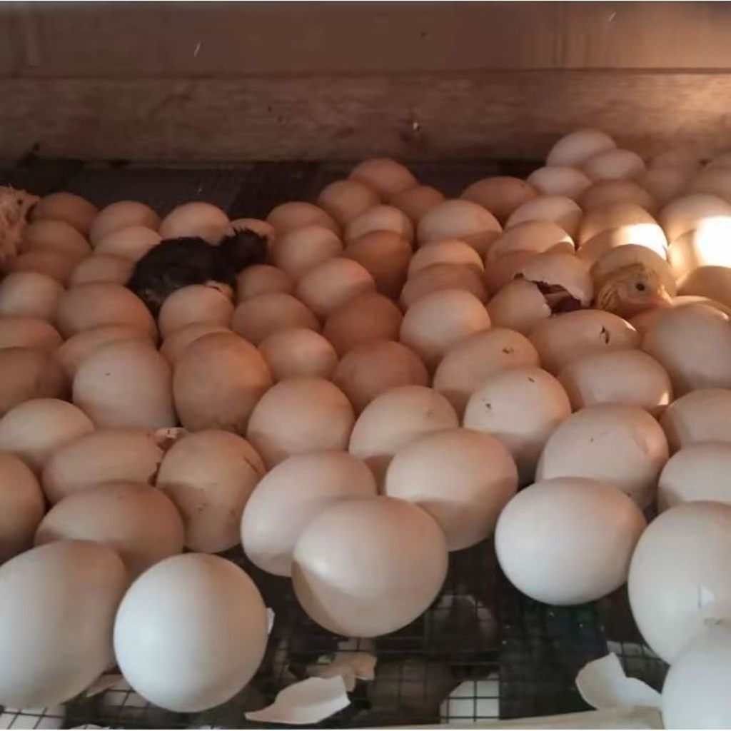 

Telur tetas, telur herbal,Telur komsumsi Telur ayam kampung Yudistira (AKY) siap kirim
