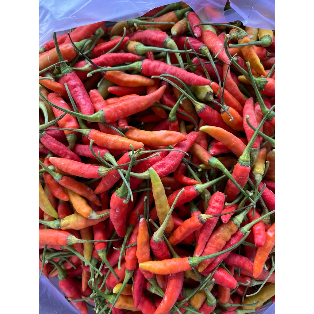 

cabe rawit fresh langsung petik pohon