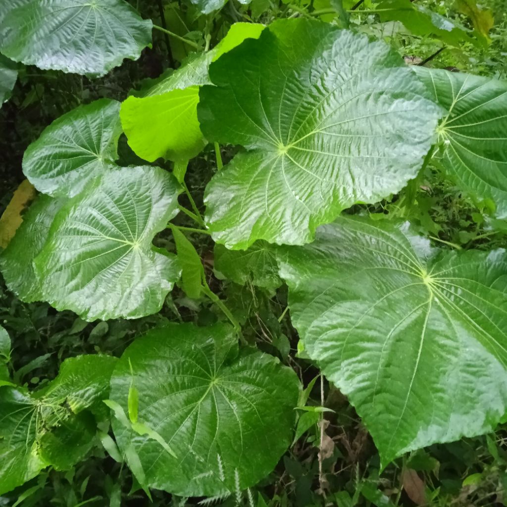 

daunkipas.baru petik/200gr5000