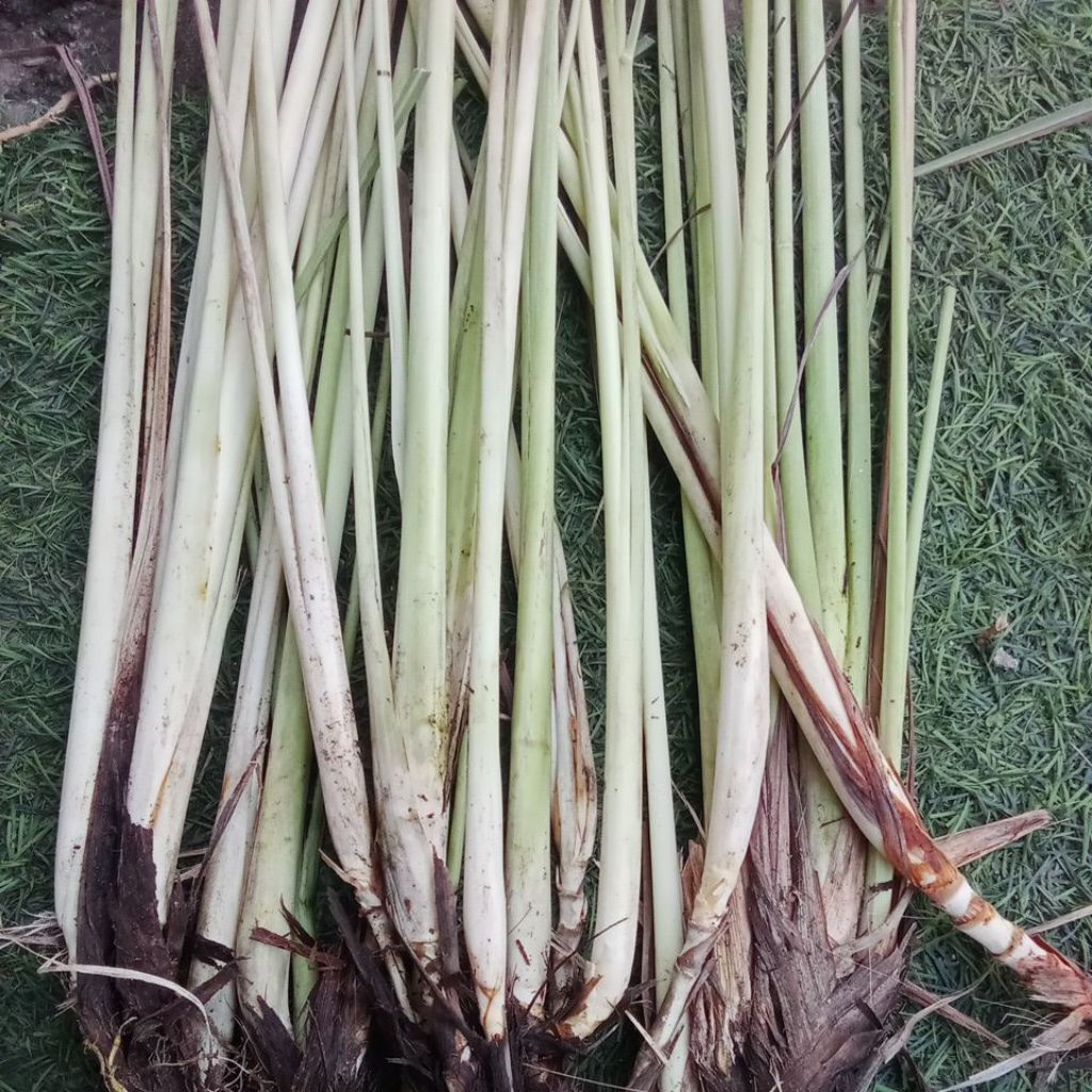 

Sereh / Serai segar langsung dari kebun, Aroma Harum dan Alami