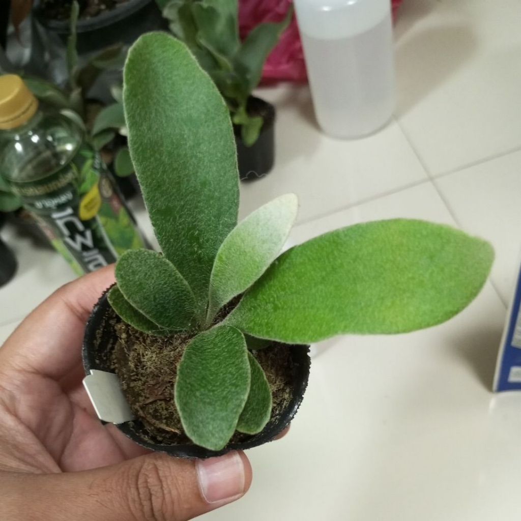 Platycerium Auburn River Japan 'Lisawa'