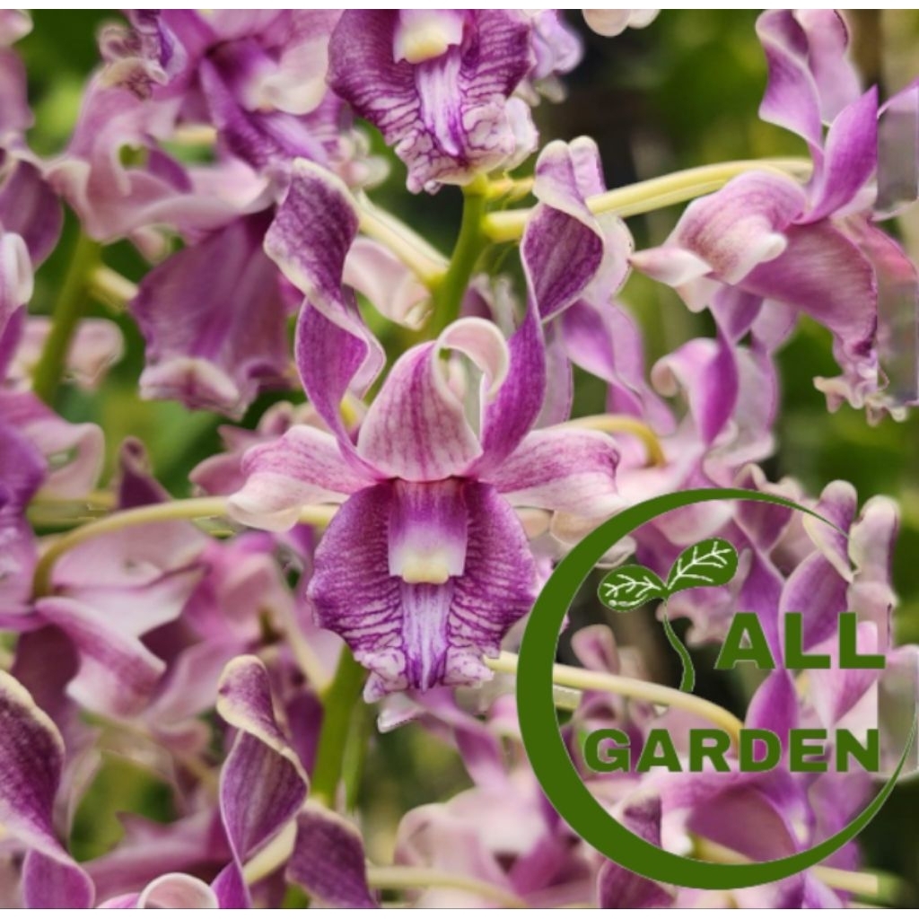 SEEDLING ANGGREK DENDROBIUM KRITING Den. Edfrans Charming x Otto Leidin
