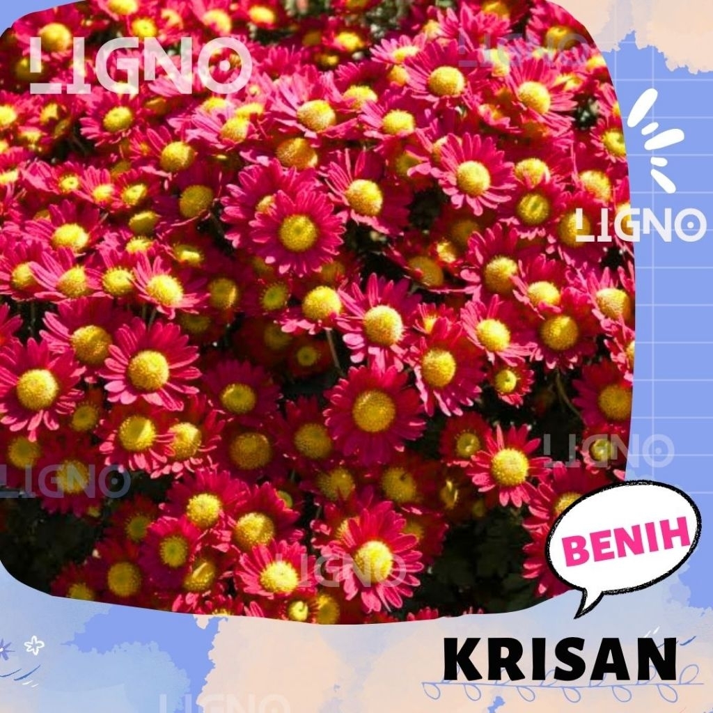 Benih KRISAN RED (isi-3) Chrysanthemum - Biji Bibit Bunga