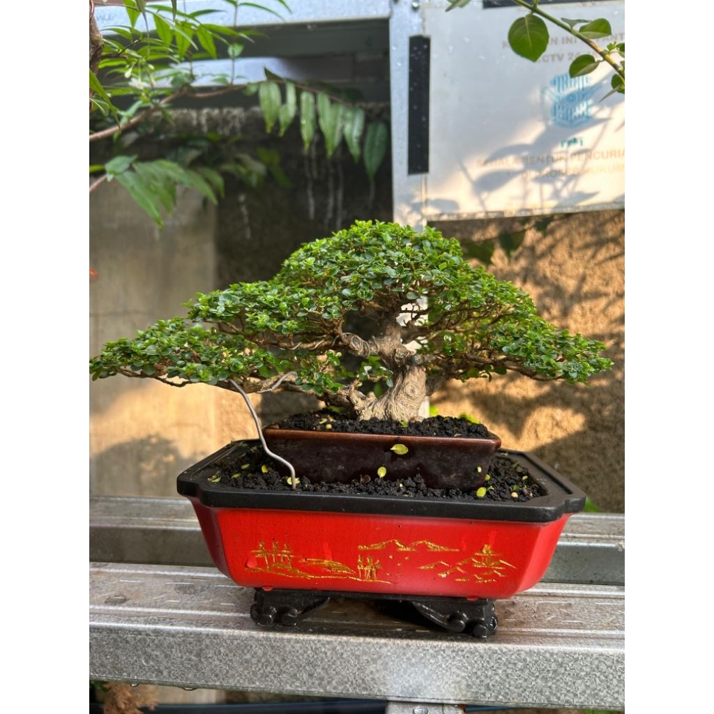 bonsai sancang tanaman bonsai sancang