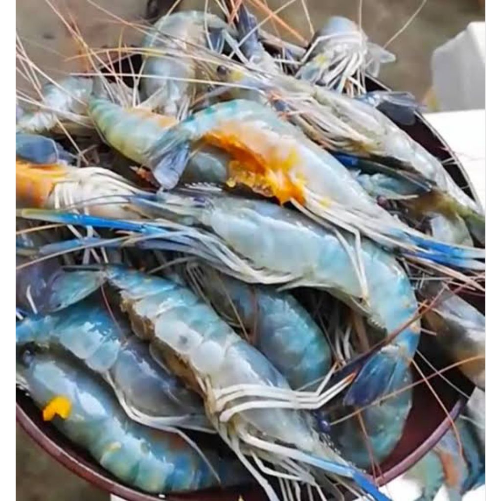 

Udang Galah Sungai segar/ udang galah segar/ udang sungai fresh