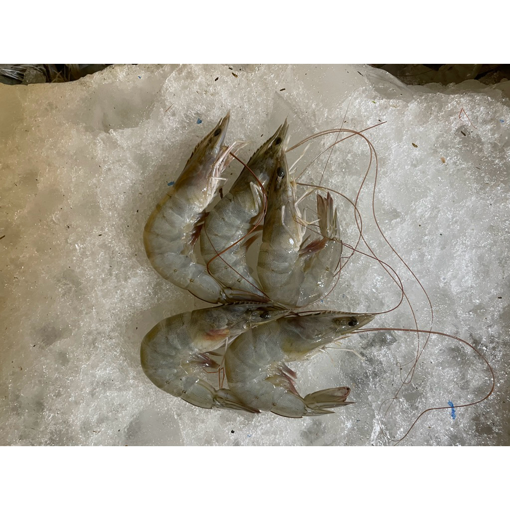 

Udang Vaname / Vanami / Panami Size 5