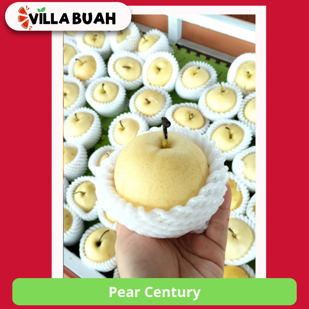 

Pear Century (1 Pcs)
