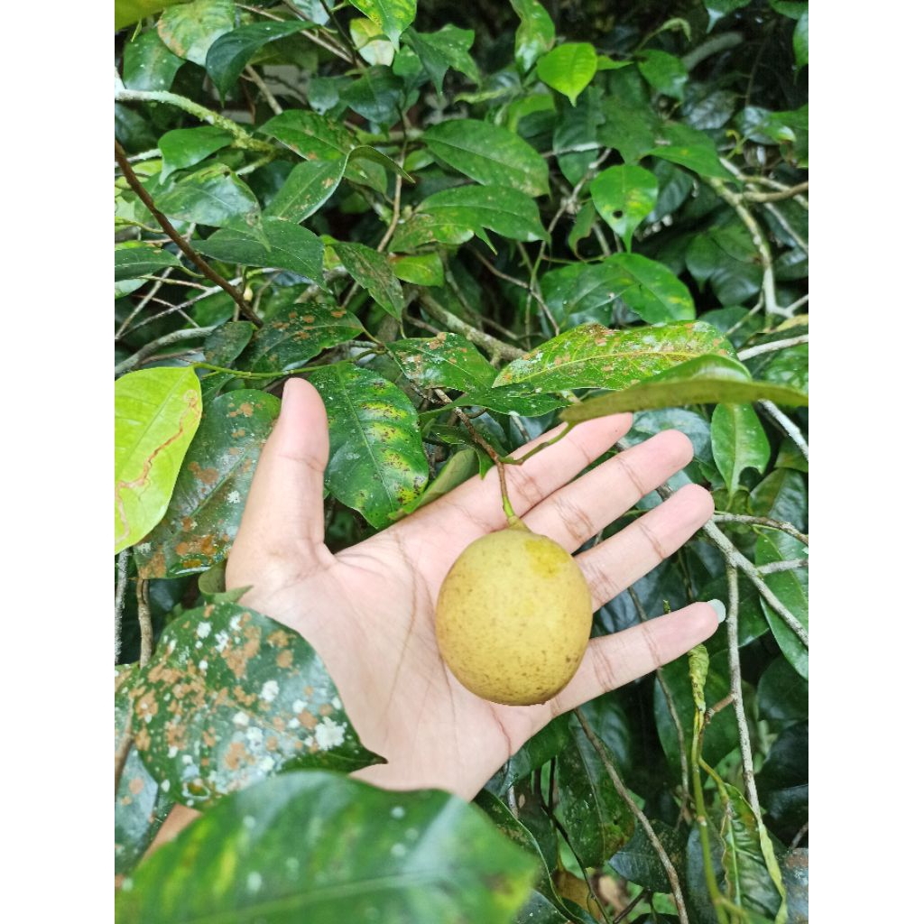 

Buah pala. pala gohol fresh petik pohon, harga 1kg