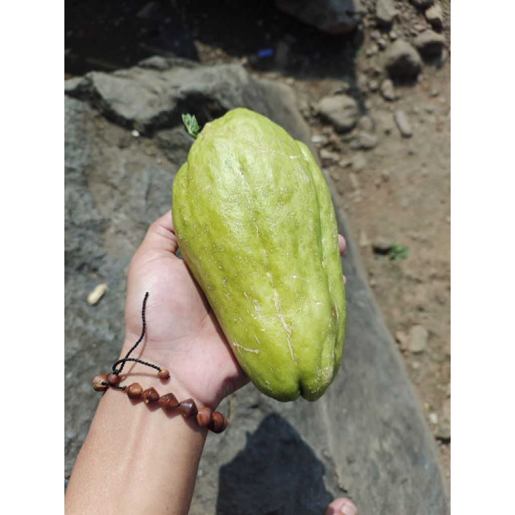 

Bibit labu siam super jumbo