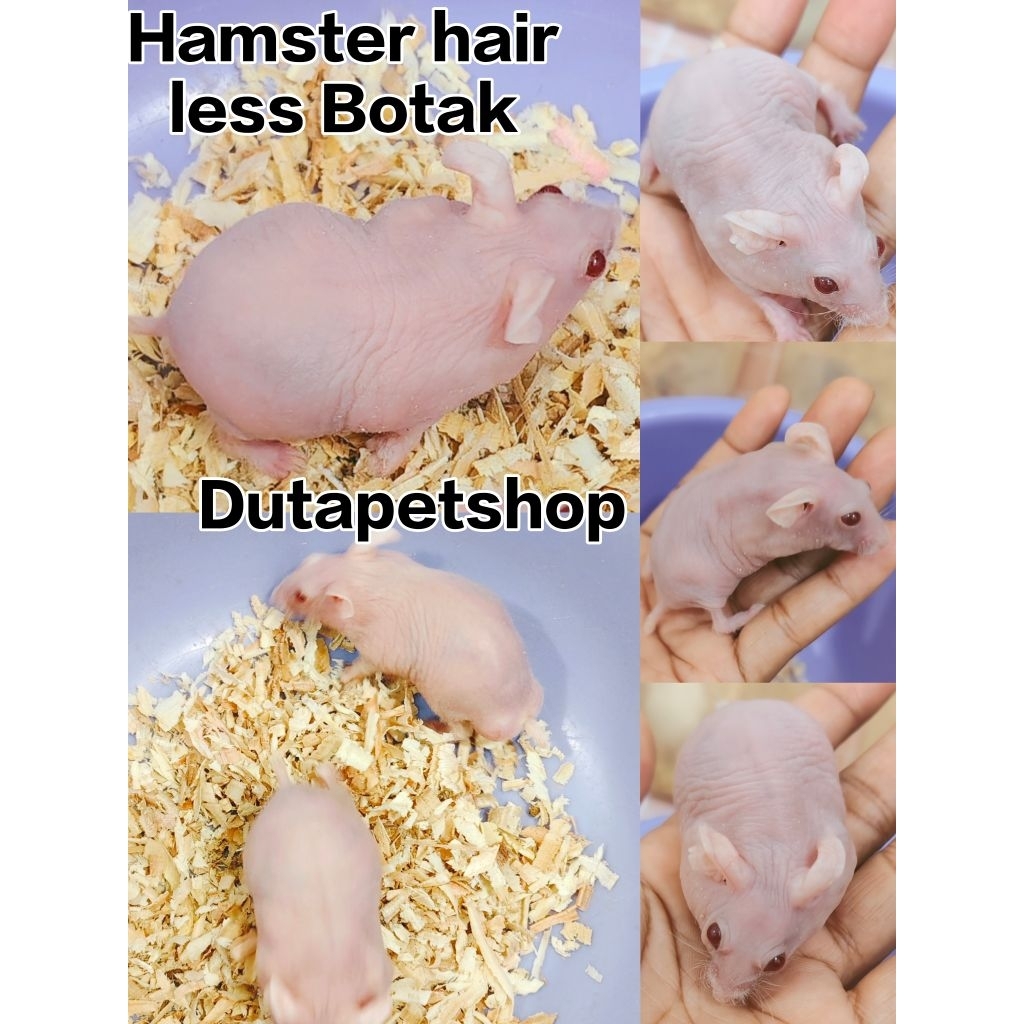 Hamster Hairless Botak tidak ada bulu