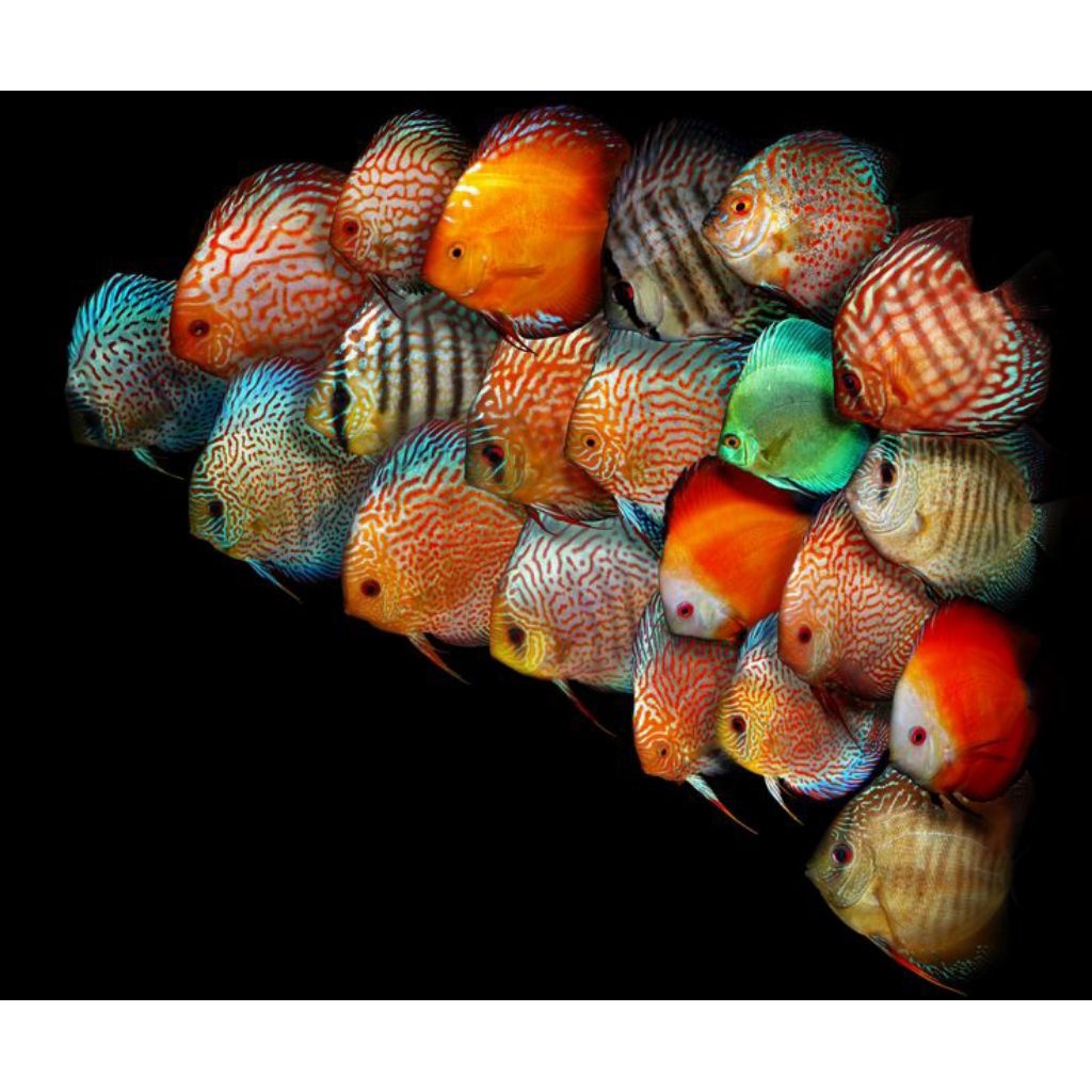 DISCUS PAKET 5 2INC JENIS RANDOM