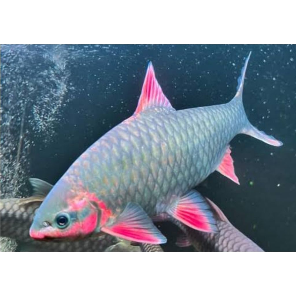 Tankmate phoenix barb