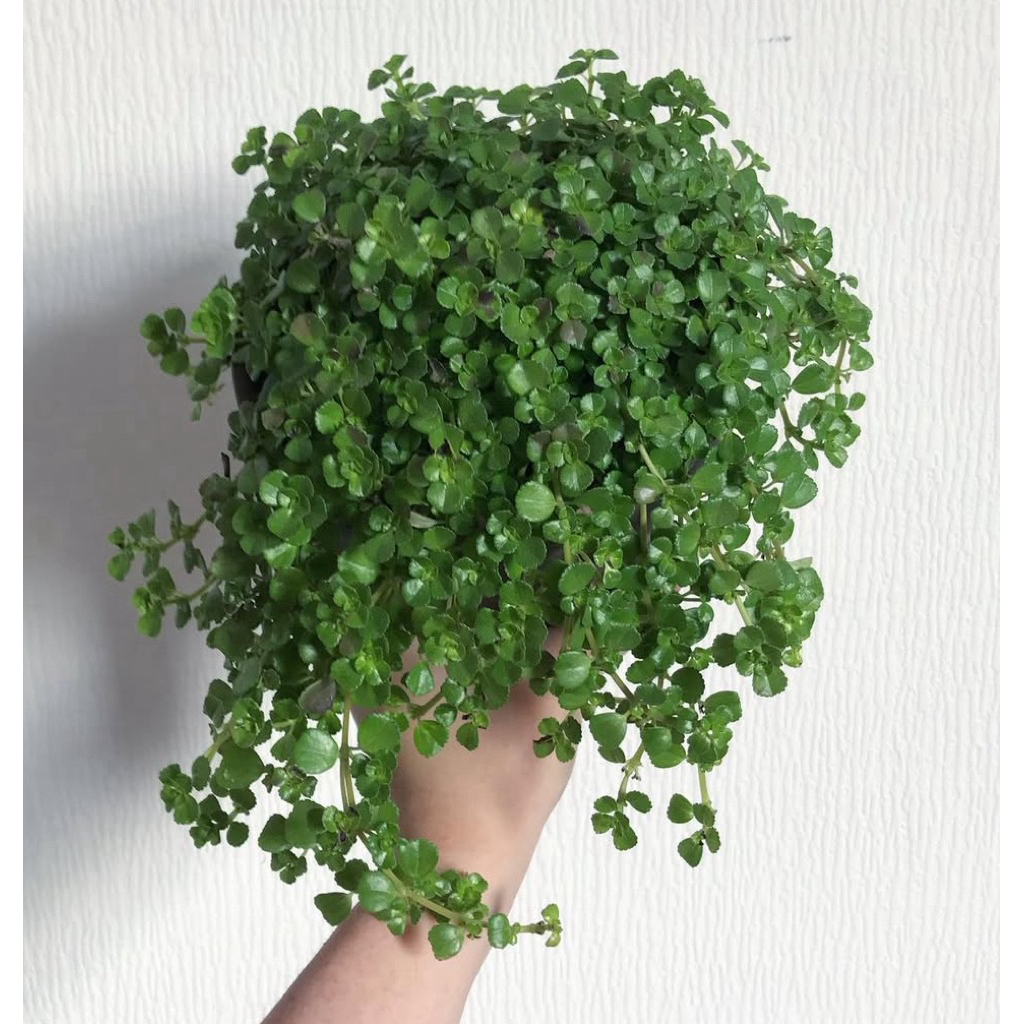 Tanaman Hias Gantung Pilea Depressa Baby Tears