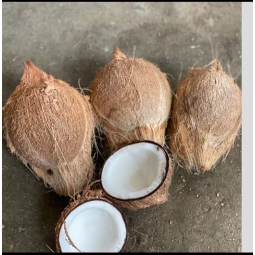 

kelapa tua/santan/segar