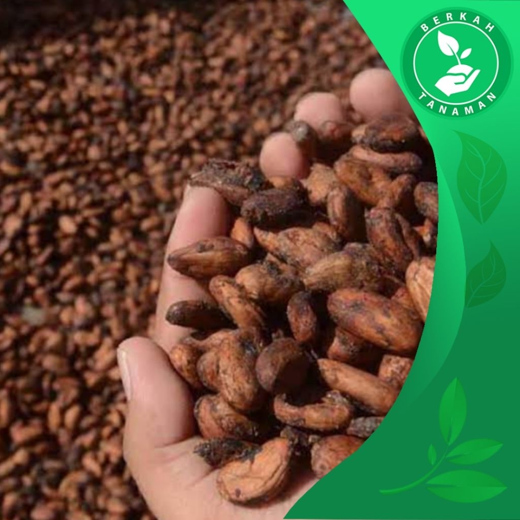 

Biji Cokelat Kering / Biji Kakao Kering 1kg