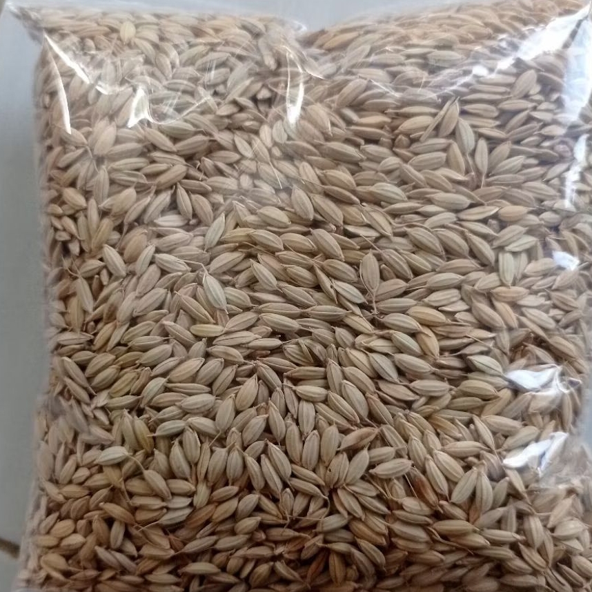 

Padi walen gabah bulat betas putih umur 100hari panen pet 1kg