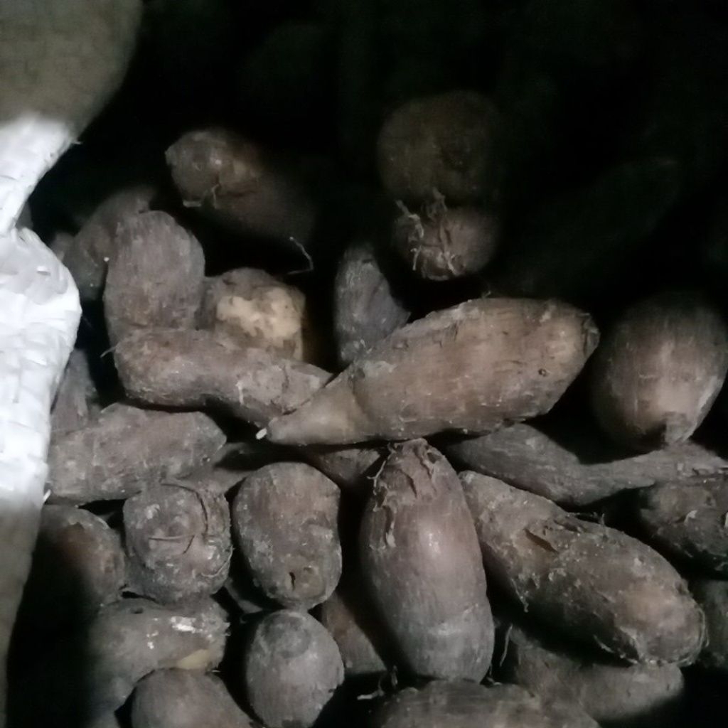 

1 kg kentang hitam klici ukuran kecil bisa untuk bibit bisa dimakan