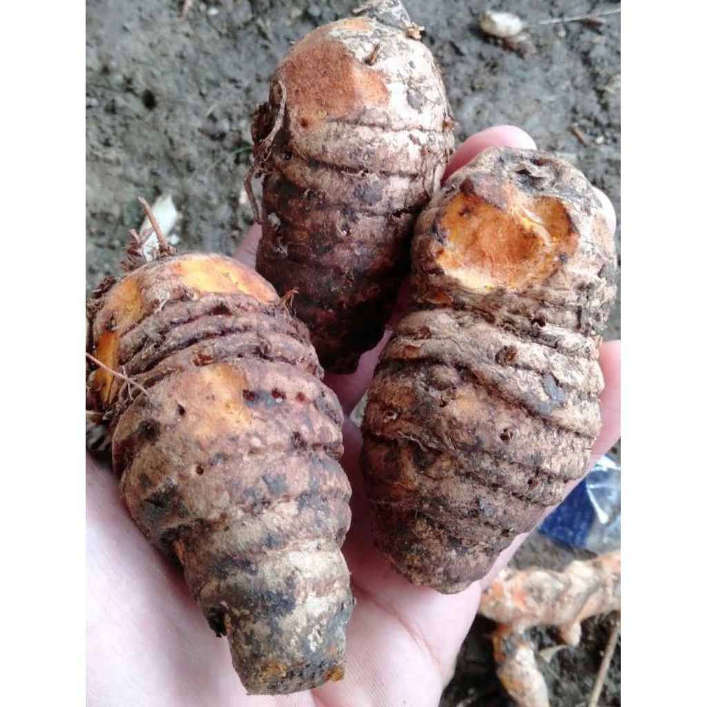 

empu kunyit/induk kunyit per 1 kg