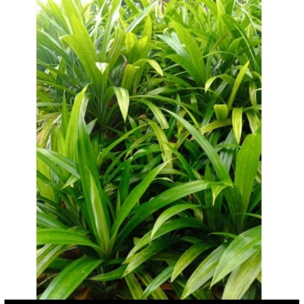 

200gram Daun pandan wangi
