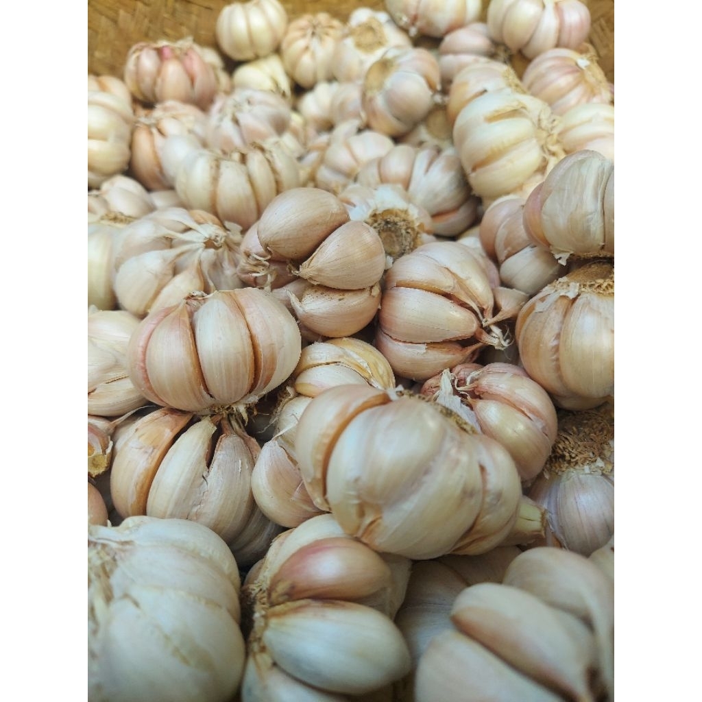 

Bawang Putih Bersih Murah Berkualitas