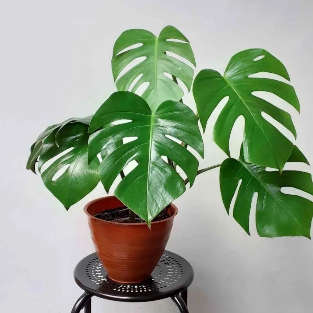 Tanaman hias monstera deliciosa - monstera Deliciosa - bibit tanaman monstera-monstera