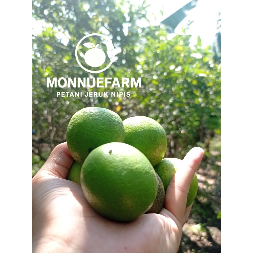 

JERUK NIPIS SEGAR HARGA TERJANGKAU (DI PETIK LANGSUNG DARI KEBUN)