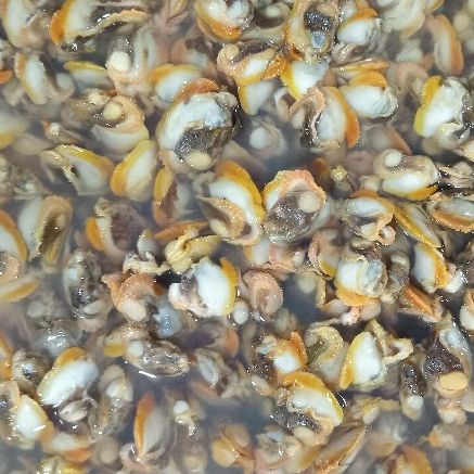 

Kerang Dara Kupas Daging Kerang Dara Segar Seafood Kerang Laut Segar 1Kg