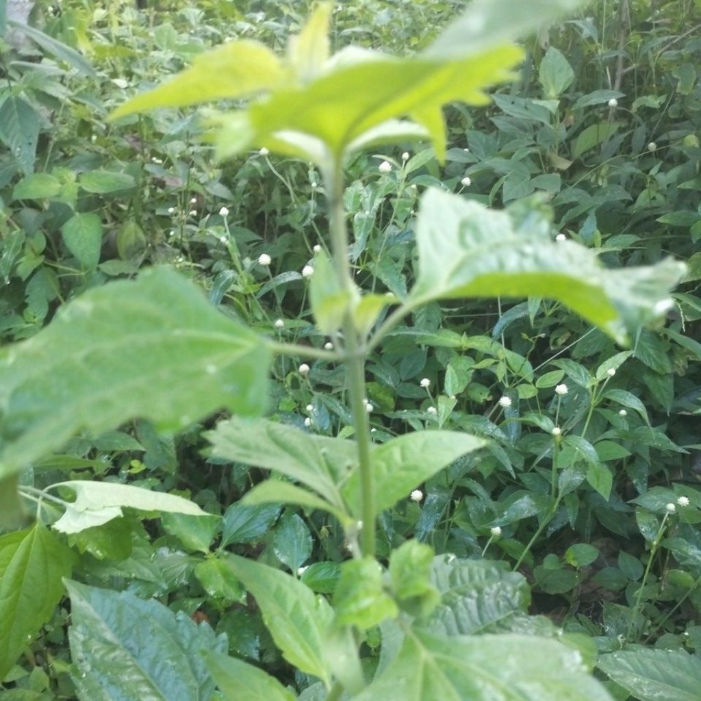 

Daun Kirinyuh segar 1kg