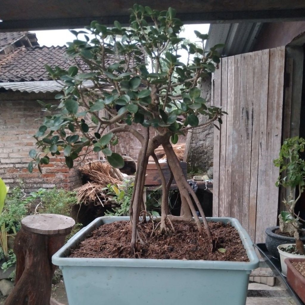 bonsai dolar micro