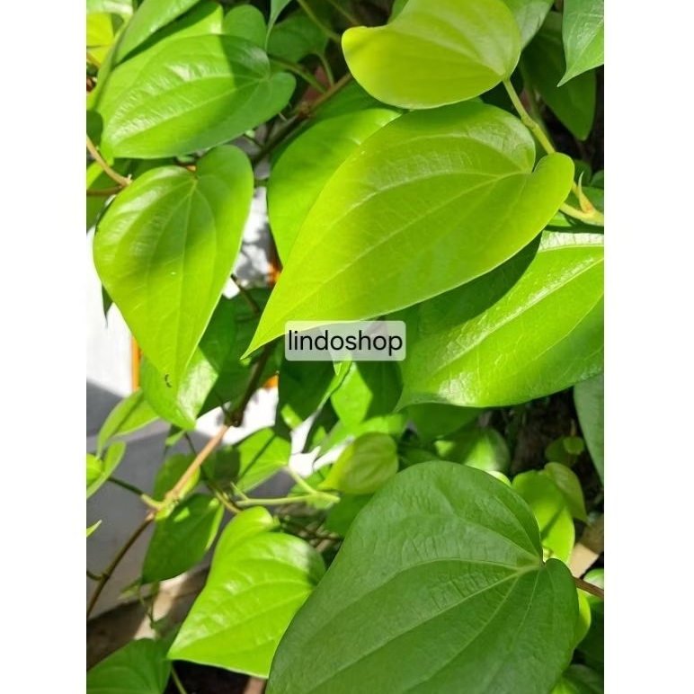 

Daun Sirih Hijau Segar Herbal Alami per lembar