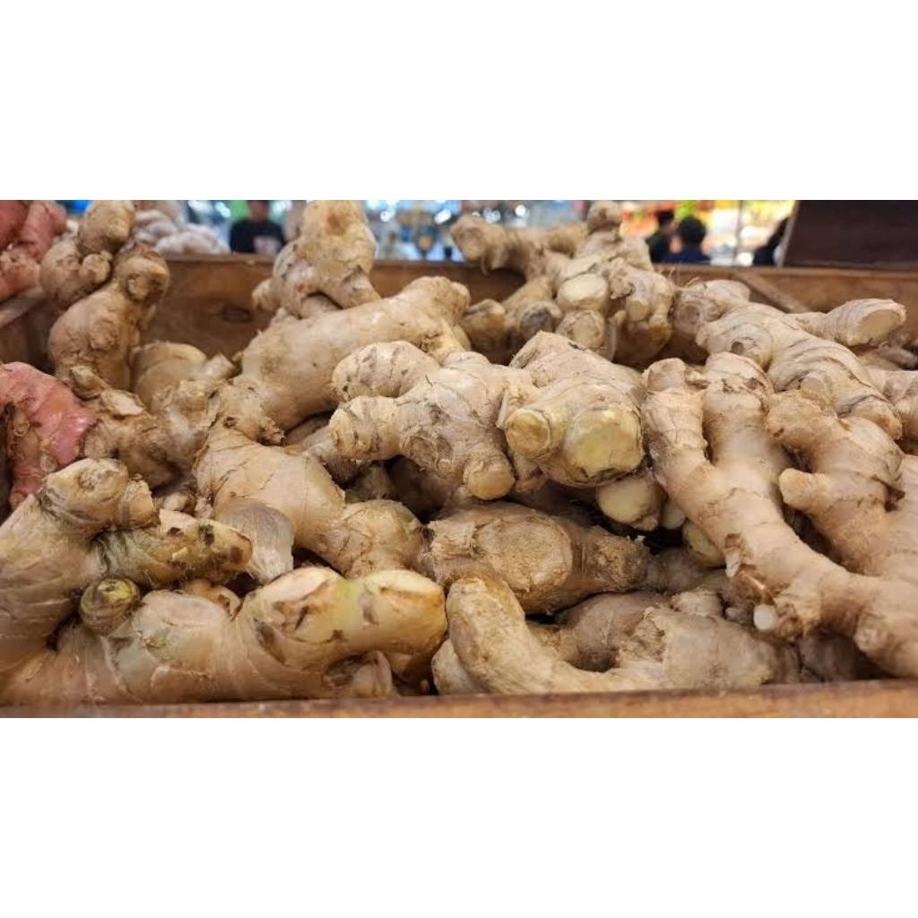 

jahe tanaman herbal cocok untuk kesehatan dengan kualitas premium