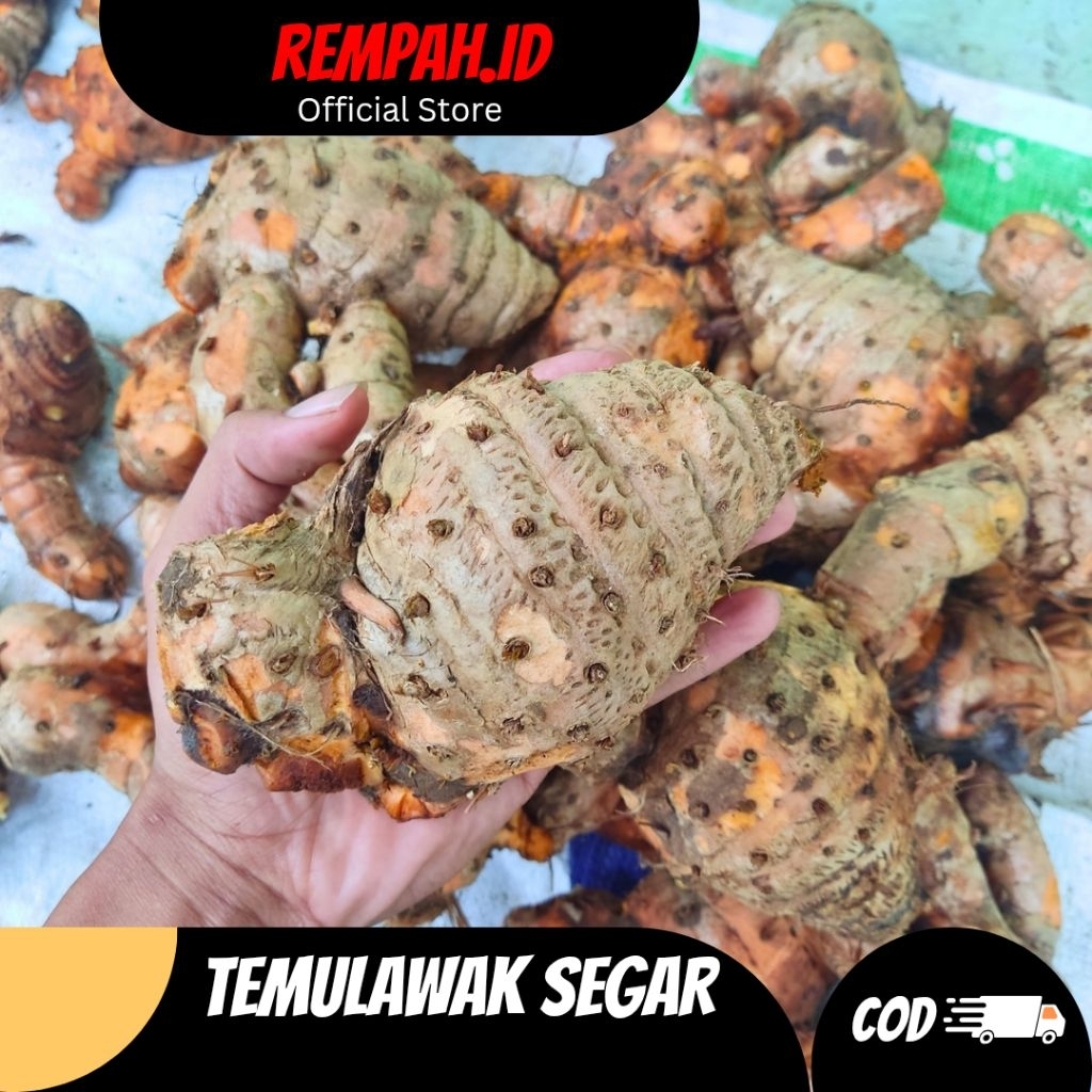 

Temulawak Segar Kunyit Besar Temu Lawak 1/2 KG