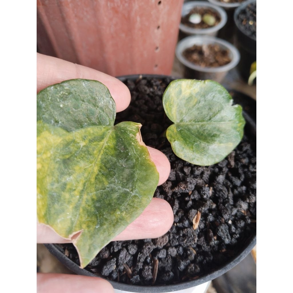 anthurium clarinervium varigata mewah trah mewah