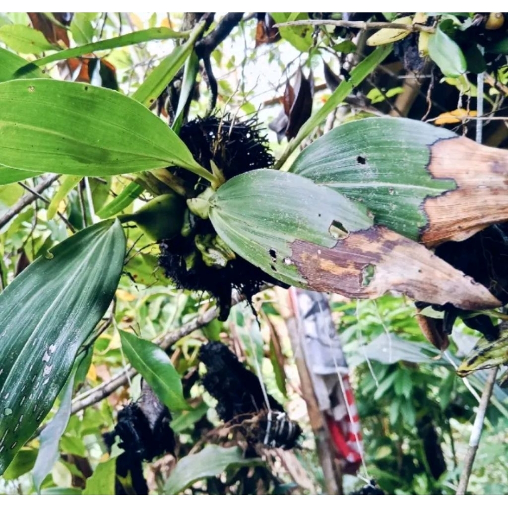 ANGGREK COELOGYNE MAYERIANI / Anggrek Hitam