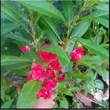 Tanaman Pacar Air Bibit Pohon Pacar Air