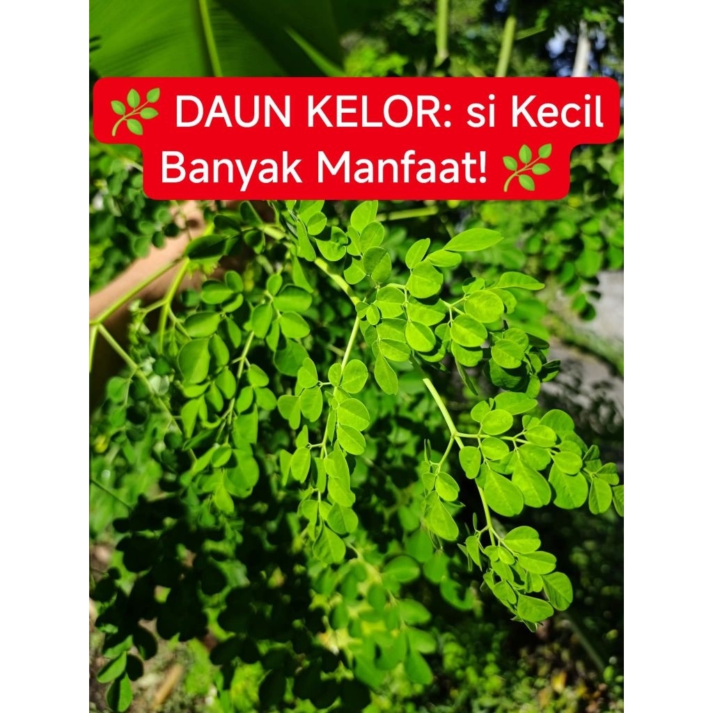 

daun kelor segar dipetik pas ada pesanan 1kg Cilacap