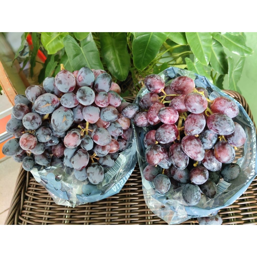 

Anggur Autumn Royal Aust